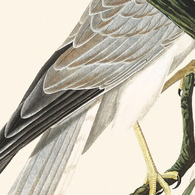 Marsh Hawk by John James Audubon, 1827