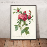 Cabbage Rose (Rosa Centifolia Prolifera Foliacea) by Pierre Joseph Redouté, 1817