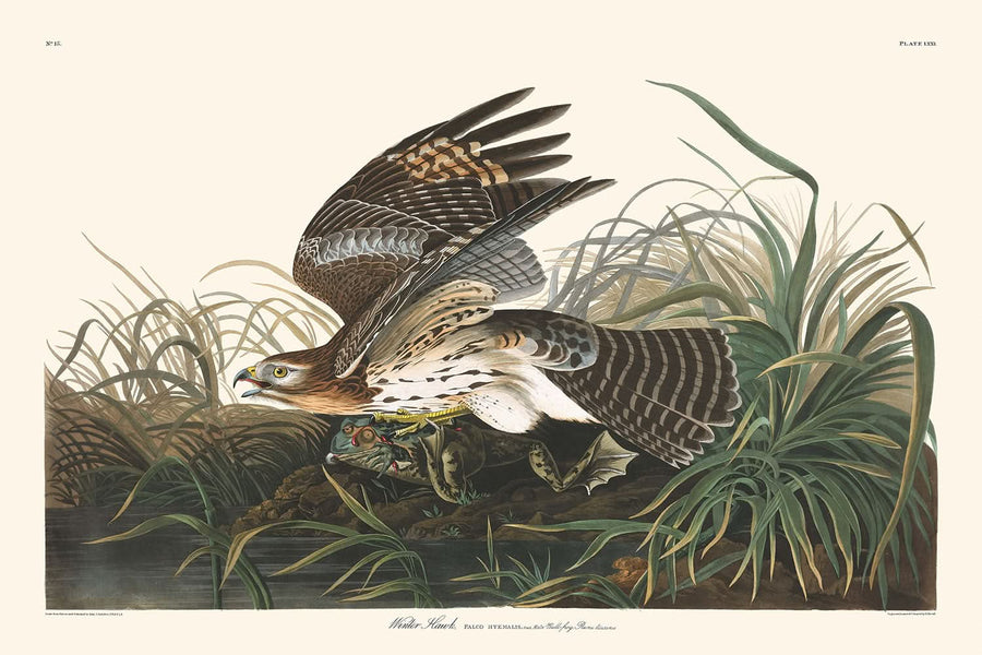 Falco Invernale di John James Audubon, 1827 