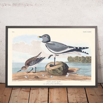 Gabbiano dalla coda fork-tailed di John James Audubon, 1827 