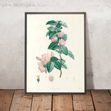 Large-Flowered Mock Orange (Philadelphus grandiflorus, Plate 40) by Pierre Joseph Redouté, 1805
