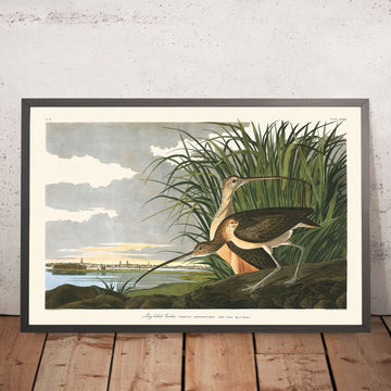Curlew dal lungo becco di John James Audubon, 1827 