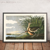 Long-billed Curlew by John James Audubon, 1827