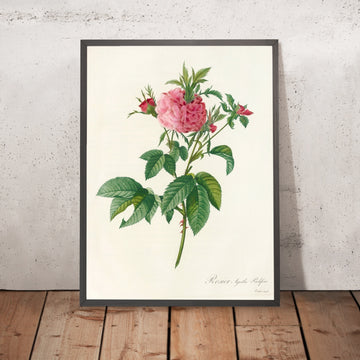 A framed image of Rosa gallica Agatha (Var. Prolifera) by Pierre Joseph Redouté, 1817