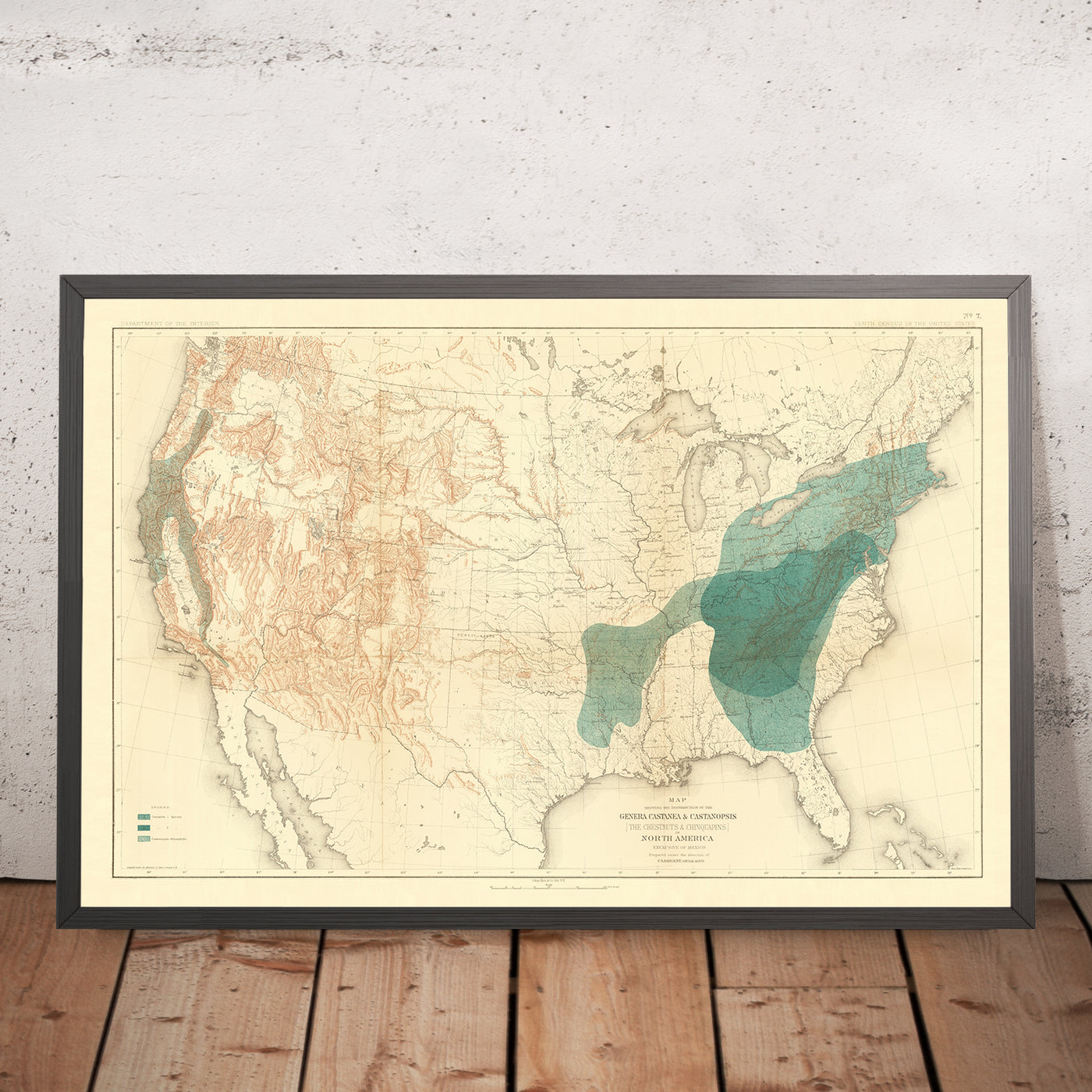 Old Map of Chestnut & Chinquapin Tree Distribution in the USA, 1884