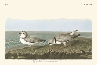 Chorlito silbador, de John James Audubon, 1827