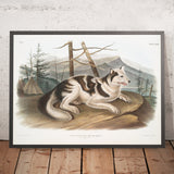 Hare-Indian Dog (Canis familiaris) by John Woodhouse Audubon, 1845