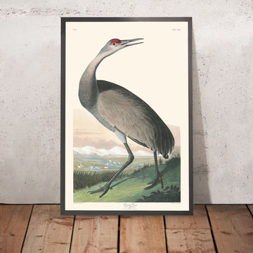 Gru di Hooping di John James Audubon, 1827 