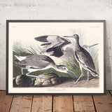 Semipalmierte Schnepfe oder Willet von John James Audubon, 1827 