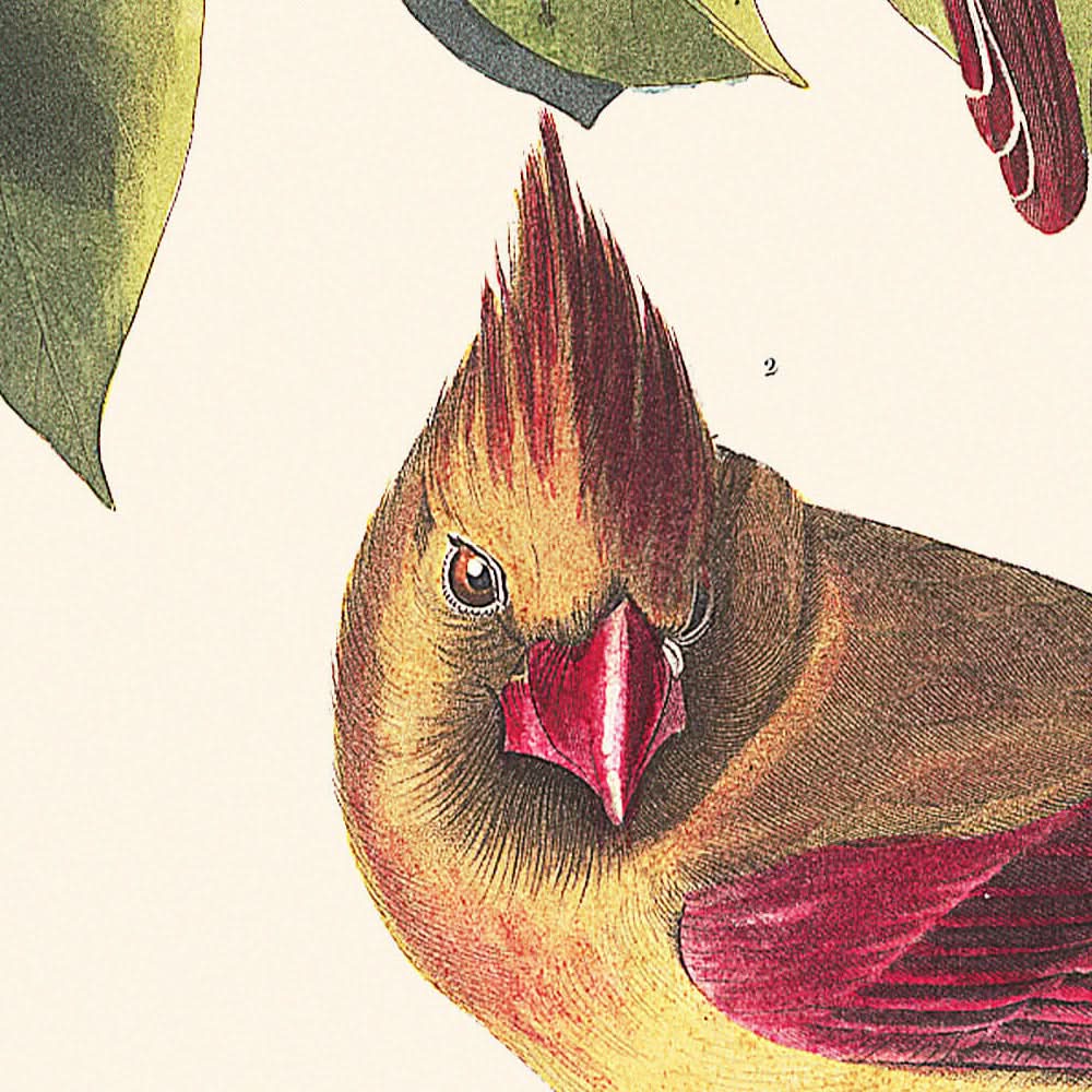 Cardenal picogrueso, por John James Audubon, 1827