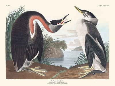 Zampullín cuellirrojo, de John James Audubon, 1827