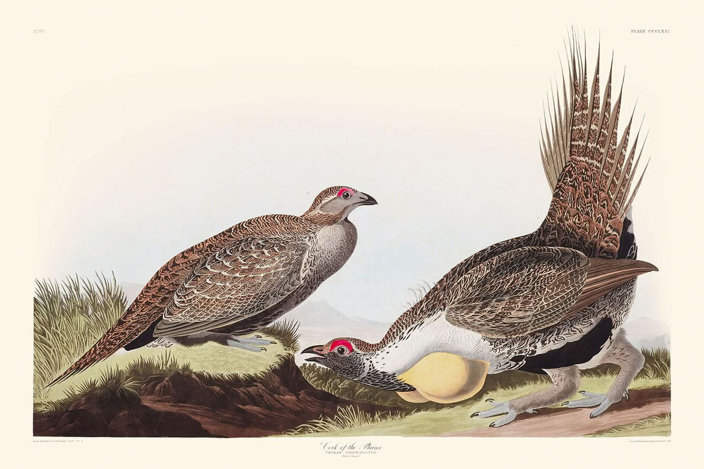 « Le coq des plaines » de John James Audubon, 1827