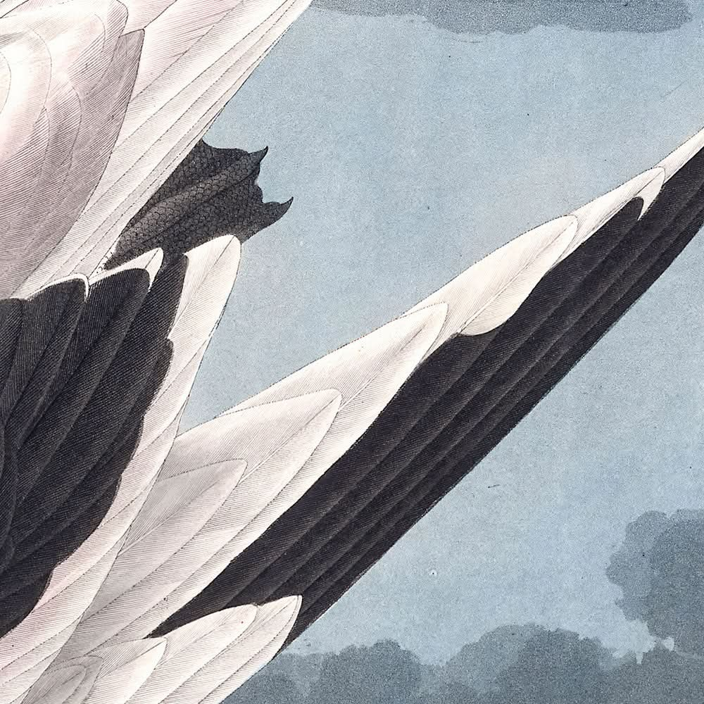 Pájaro tropical de John James Audubon, 1827