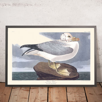 Fulmar Petrel di John James Audubon, 1827 