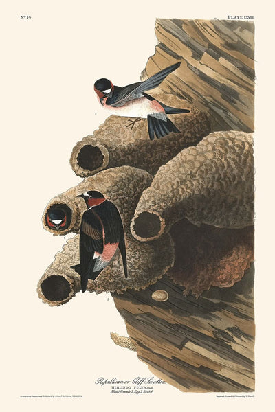 Republicano o golondrina de acantilado, de John James Audubon, 1827