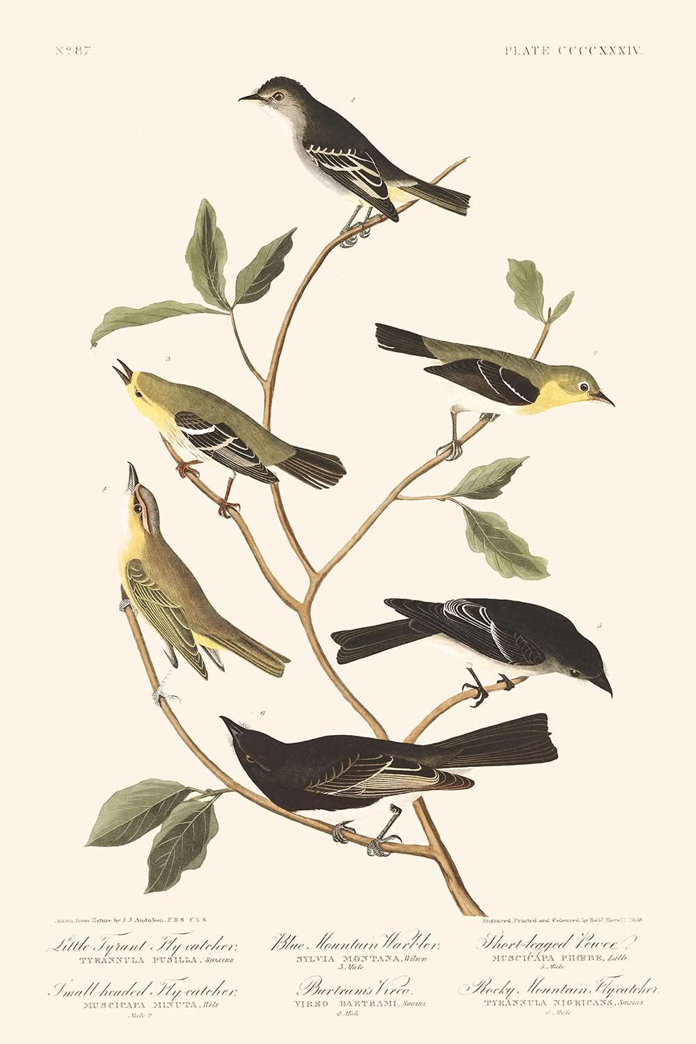 Papamoscas tirano chico, papamoscas cabecicorto, reinita de las Montañas Azules, vireo de Bartram, pibí de patas cortas, papamoscas de las Montañas Rocosas de John James Audubon, 1827