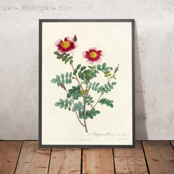 A framed image of Burnet Rose (Rosa pimpinellifolia flore variegato) by Pierre Joseph Redouté, 1817
