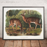 Common or Virginian Deer (Cervus virginianus) by John Woodhouse Audubon, 1845