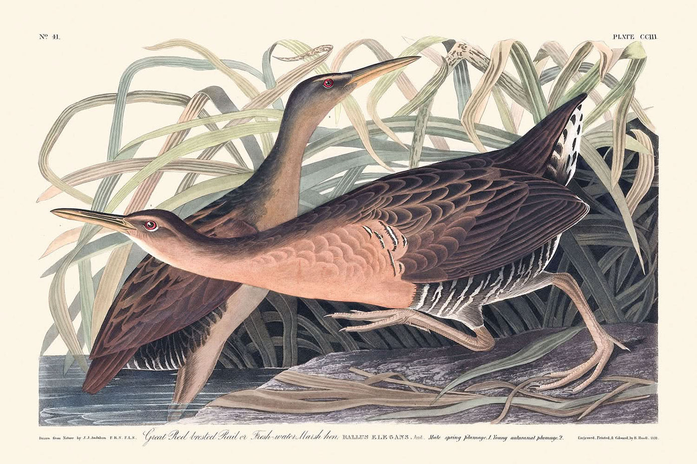 Fresh Water Marsh Hen by John James Audubon, 1827