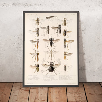 A framed image of 