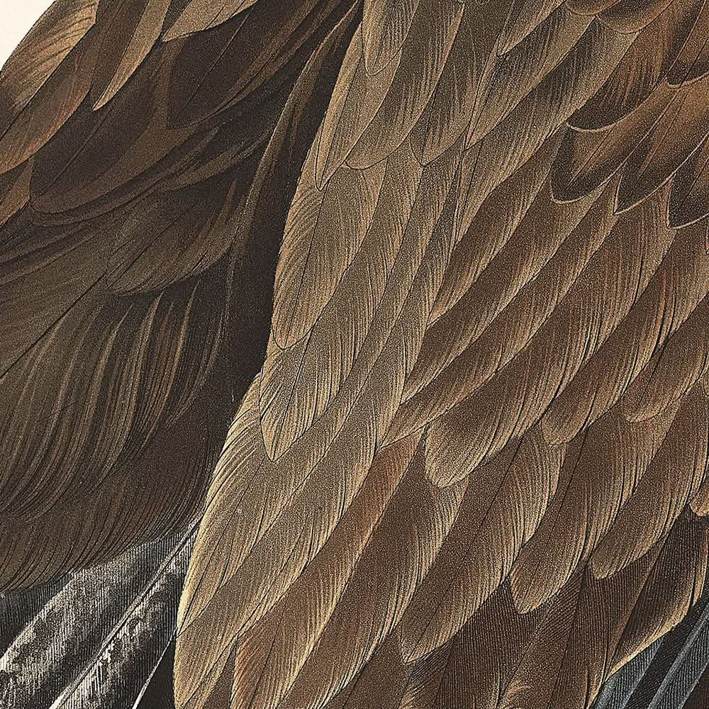 White-headed Eagle by John James Audubon, 1827