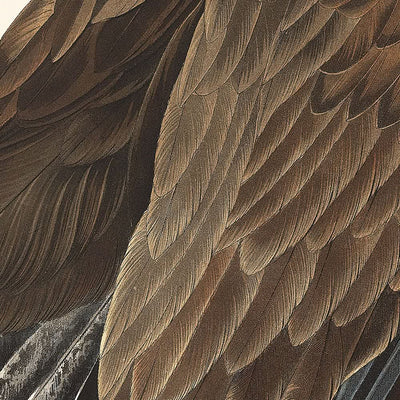 Águila de cabeza blanca, de John James Audubon, 1827