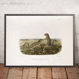 Thirteen-lined Ground Squirrel (Spermophilus tridecemlineatus) by John Woodhouse Audubon, 1845