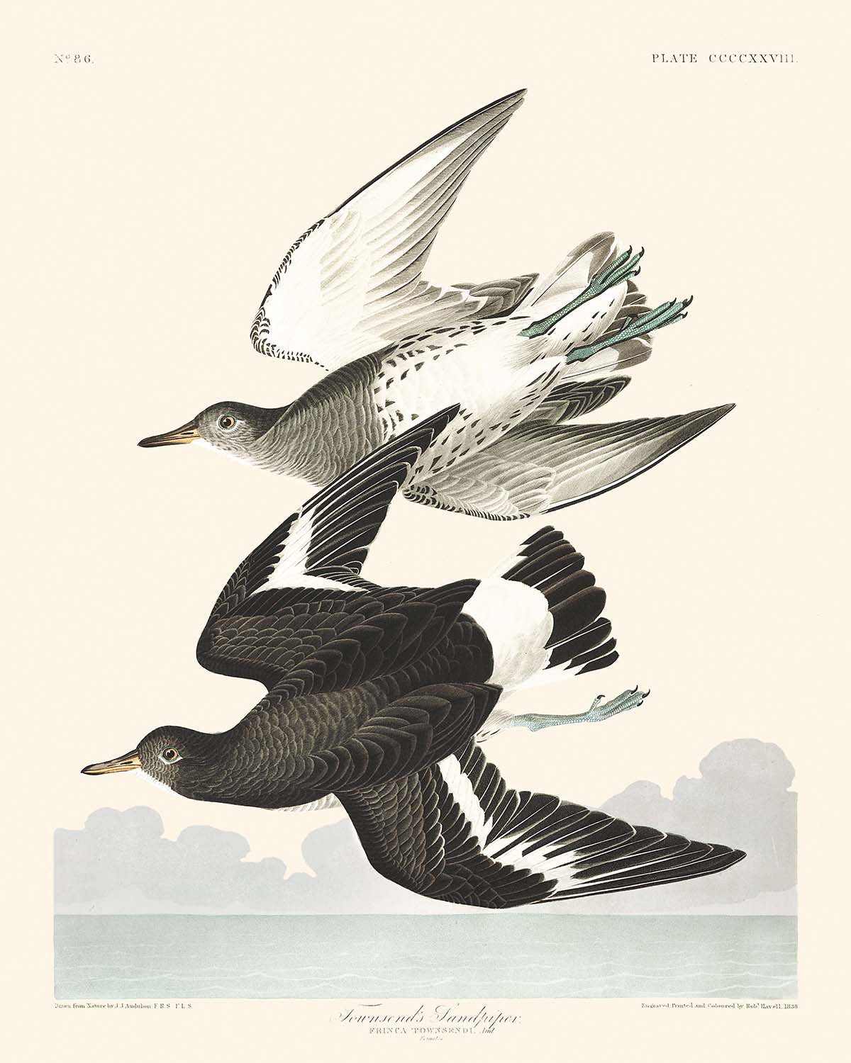 Townsend's Sandpiper by John James Audubon 1827