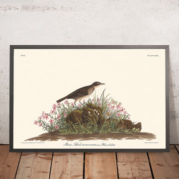 Prairie Titlark di John James Audubon, 1827 