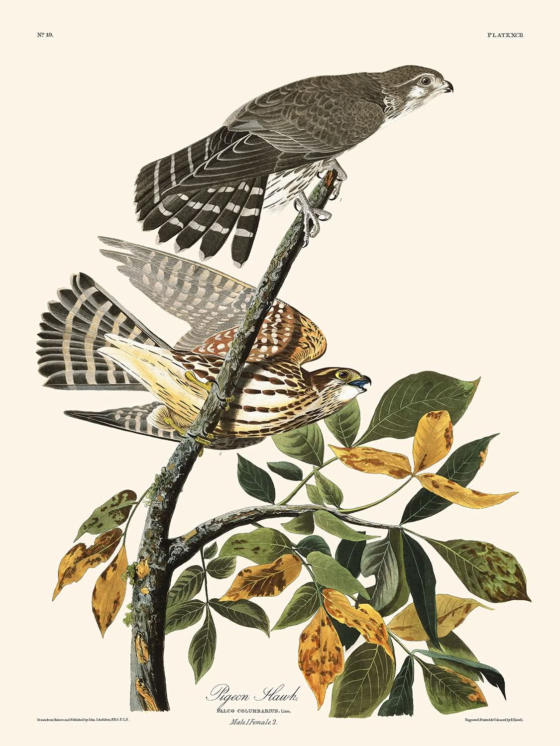 Halcón paloma, de John James Audubon, 1827