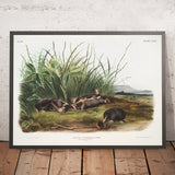 Townsend's Shrew Mole (Scalops townsendii) by John Woodhouse Audubon, 1845