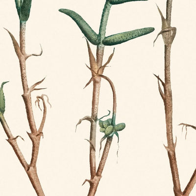 Three-Forked Fig Marigold by Pierre-Joseph Redouté, 1802