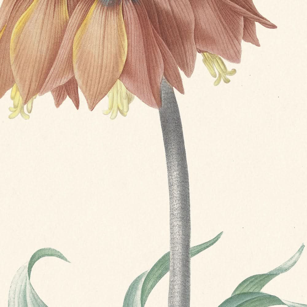 Fritillaria Imperialis von Pierre-Joseph Redouté, 1802 