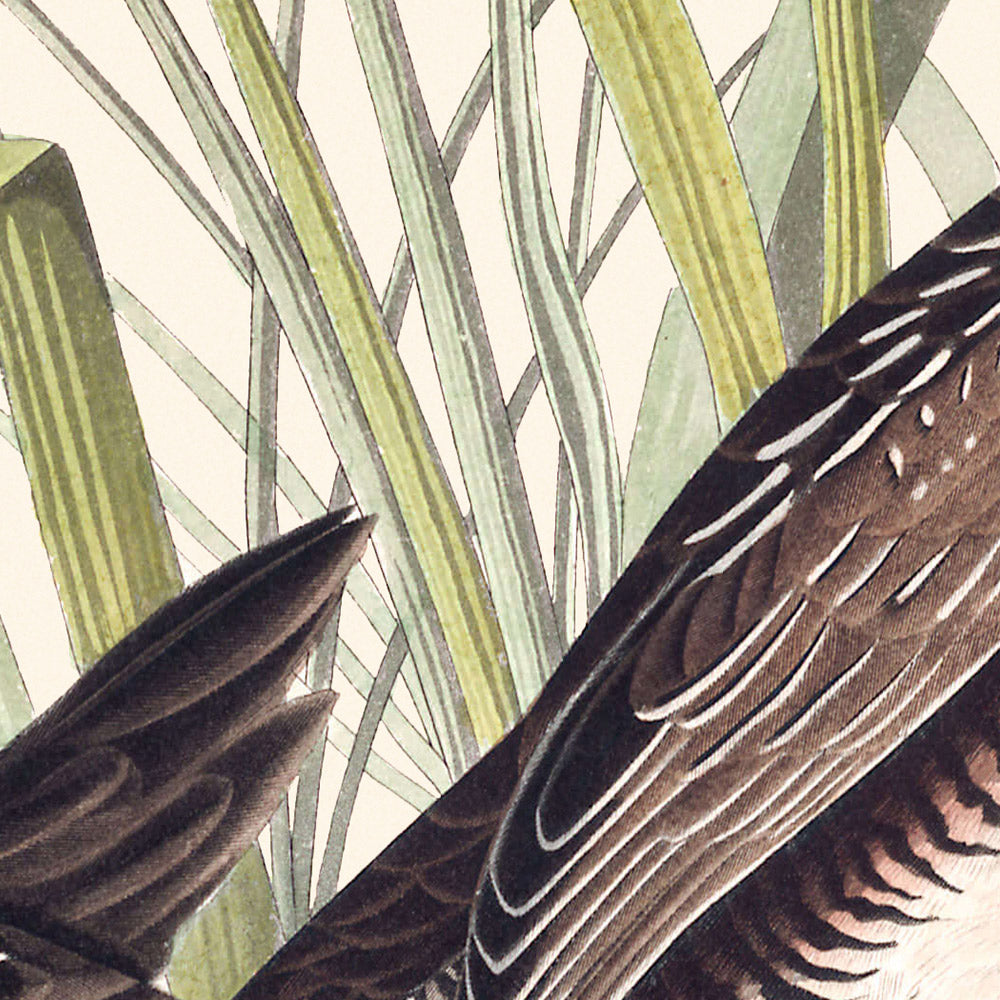 Sora, or Rail by John James Audubon, 1827