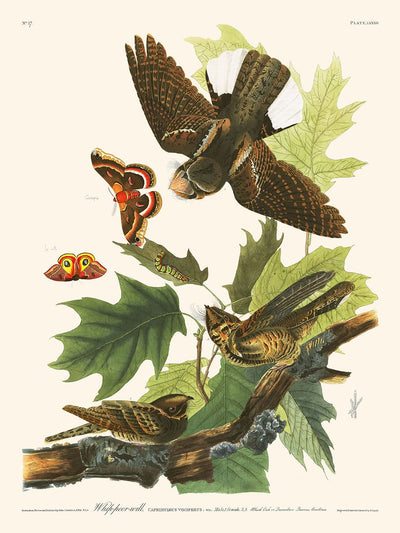 Whip-poor-will by John James Audubon, 1827