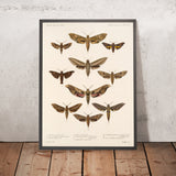 Moths (Lepidoptera: Heterocera, Plate 64) by Frederick DuCane Godman, 1879