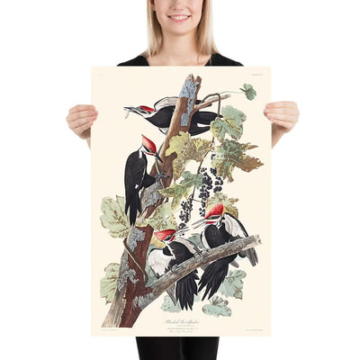 Piliated Woodpecker von John James Audubon 1827 