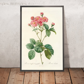 A framed image of Rosa centifolia Caryophyllea by Pierre Joseph Redouté, 1817
