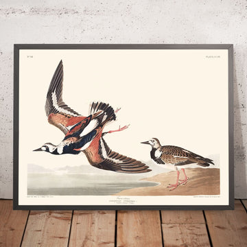 Turn-stone di John James Audubon, 1827 