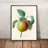 Cabrille Blanc Apples (Plate 14) by Pierre Joseph Redouté, 1827