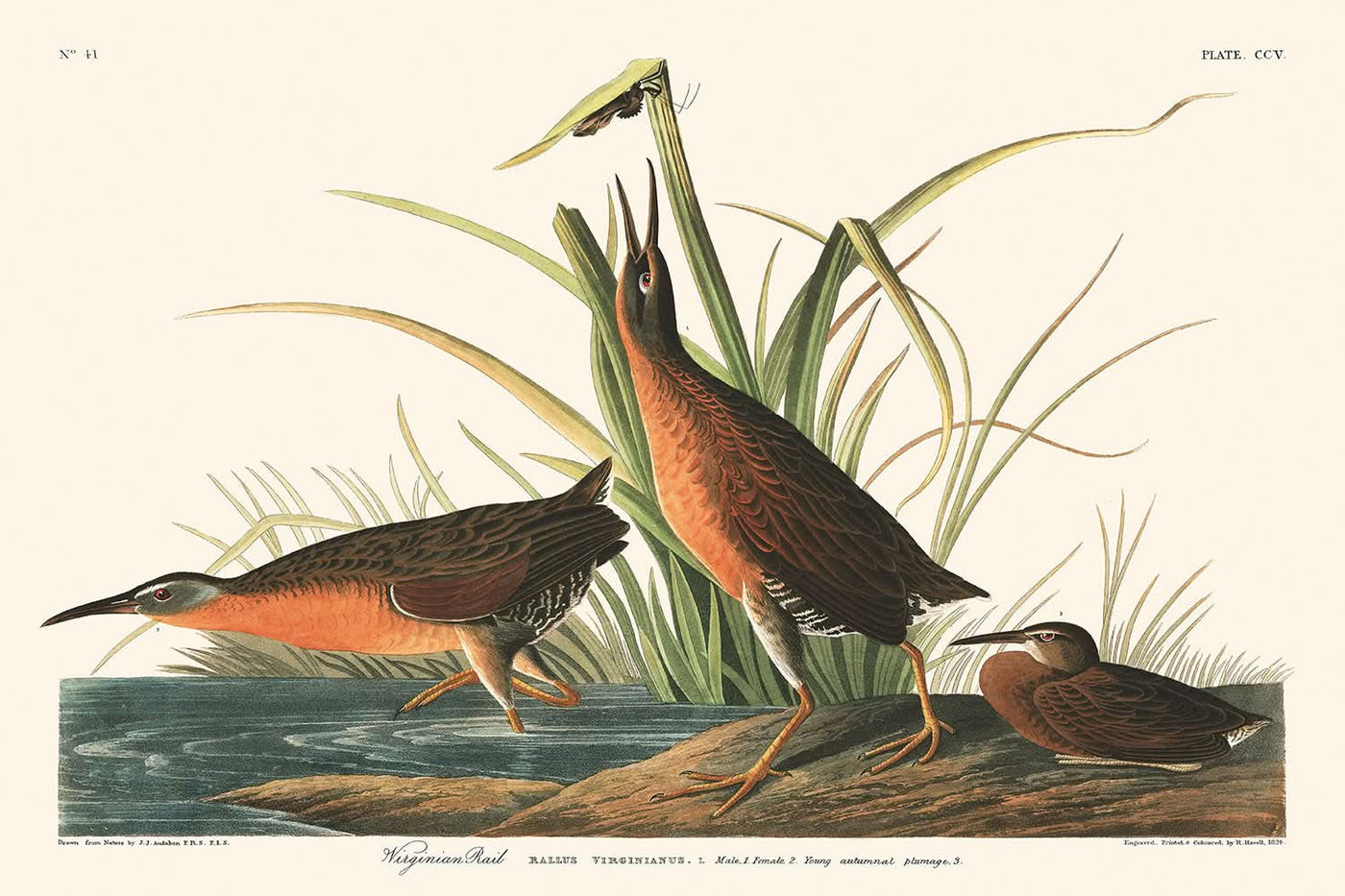 Rascón de Virginia, por John James Audubon, 1827