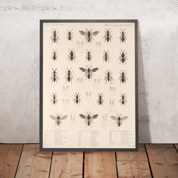 A framed image of 
