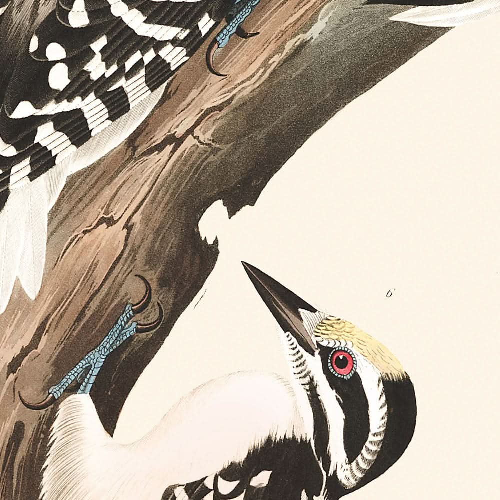 Pic de Maria, Pic tridactyle, Pic de Phillips, Pic du Canada, Pic de Harris, Pic d'Audubon par John James Audubon, 1827