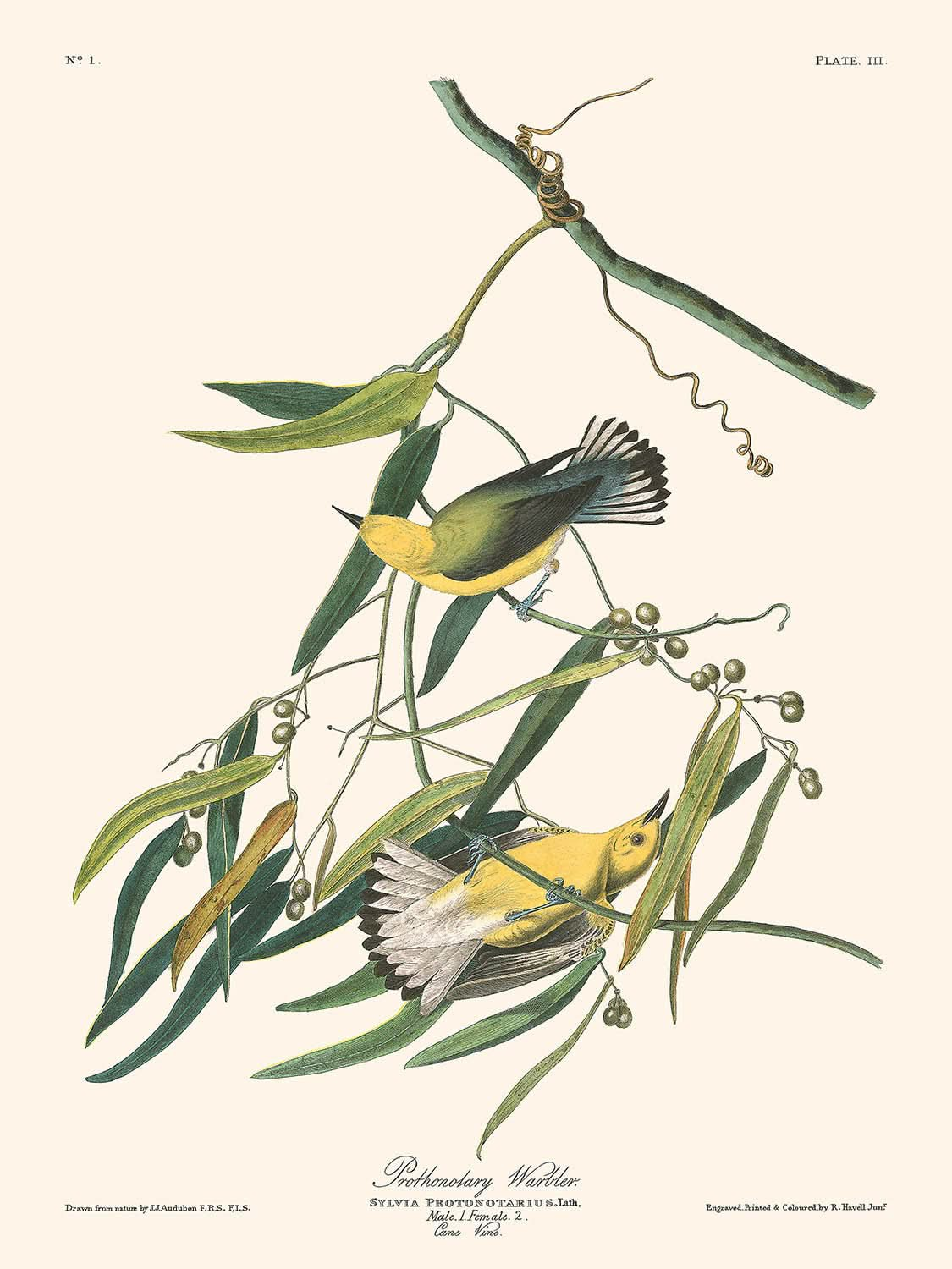 Prothonotary Warbler von John James Audubon, 1827