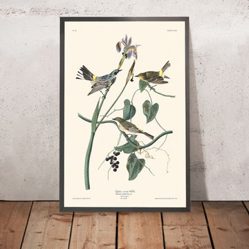 Warbler dalla corona gialla di John James Audubon, 1827 