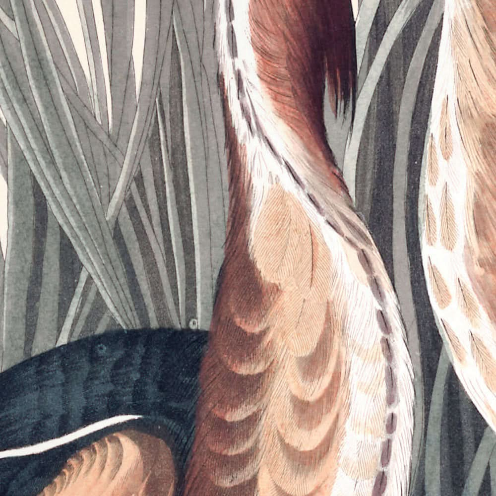 Avetoro común, de John James Audubon, 1827