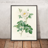 Double White Rose (Rosa alba flore pleno) by Pierre Joseph Redouté, 1817