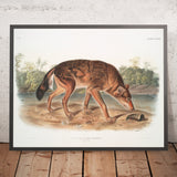 Red Texan Wolf (Canis lupus) by John Woodhouse Audubon, 1845