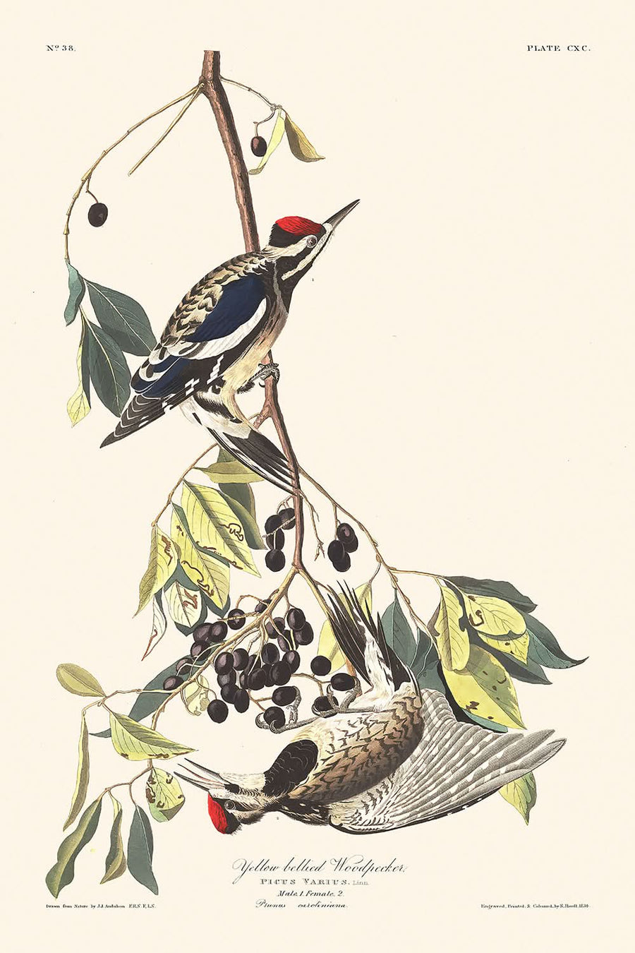 Gelb-bäuchiger Specht von John James Audubon, 1827 