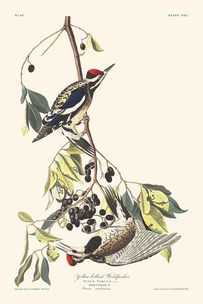 Pic à ventre jaune par John James Audubon, 1827